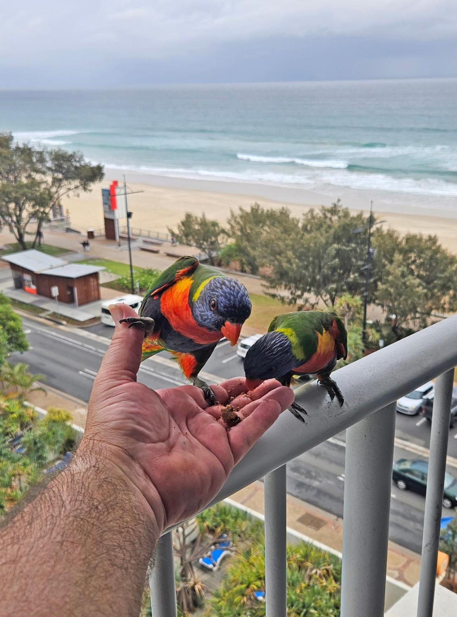 Beachfront Studio Gold Coast Bagian luar foto